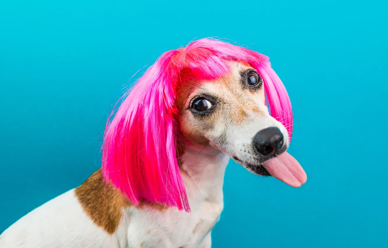 Фото обои puppy, look, fuchsia wig