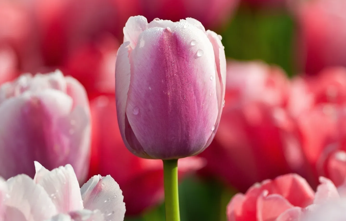 Фото обои цветок, капли, макро, розовый, цвет, тюльпан