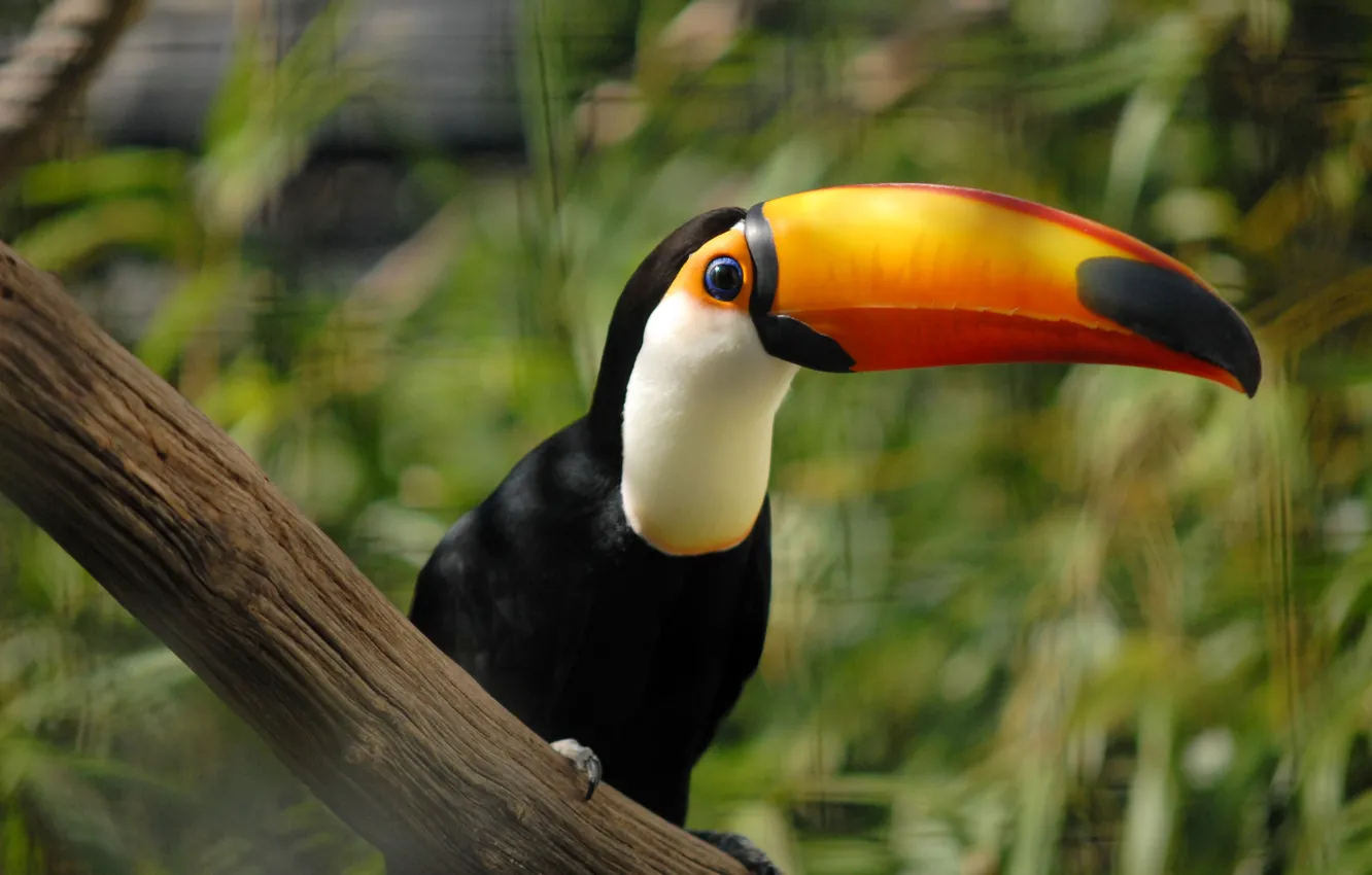 Фото обои blue, eyes, toucan
