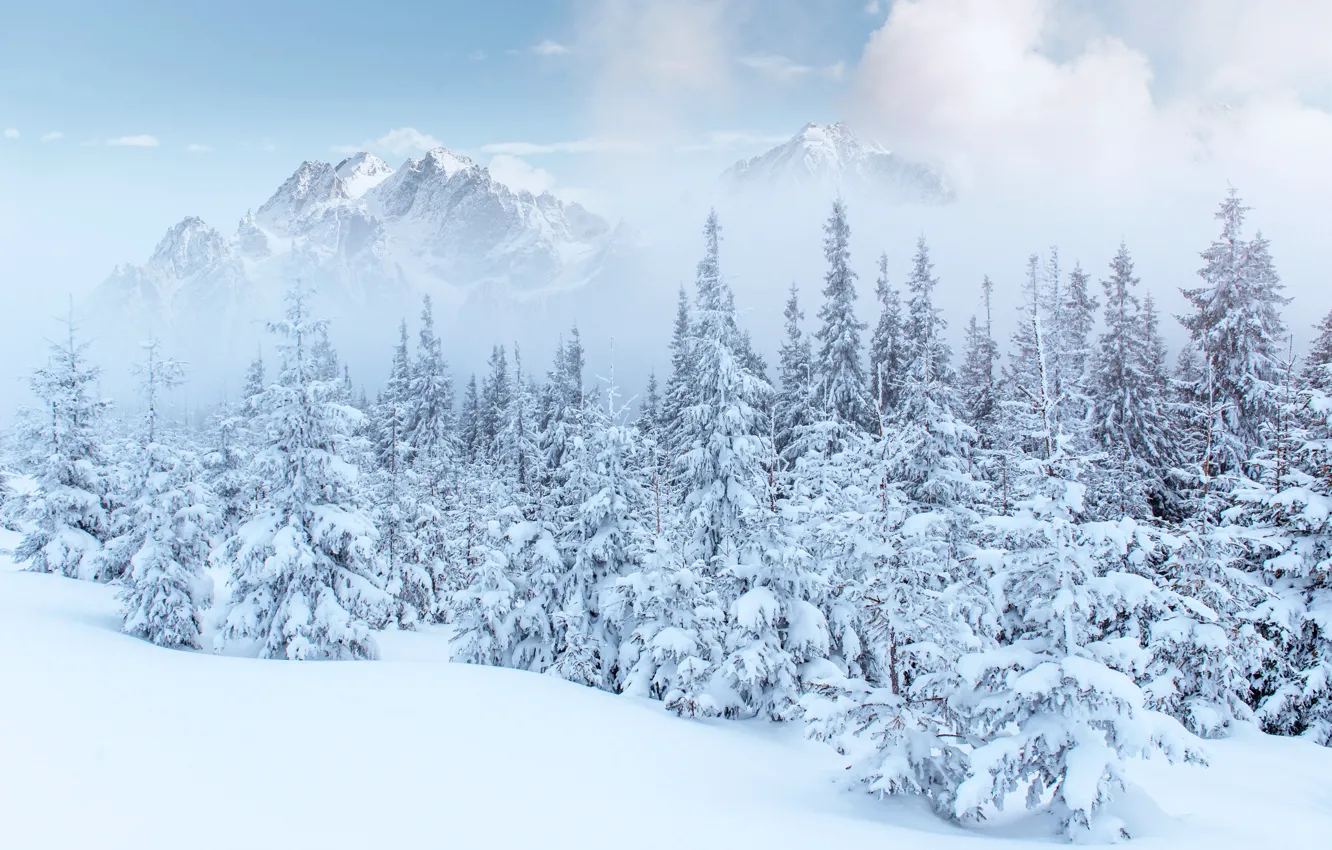 Фото обои зима, снег, деревья, пейзаж, горы, елки, landscape, winter