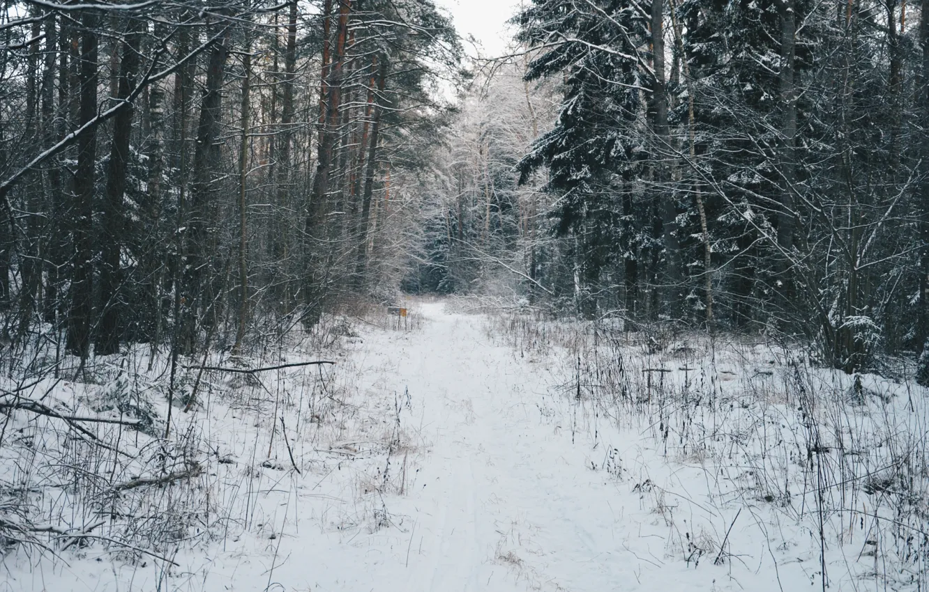 Фото обои лес, снег, атмосфера, Зимний