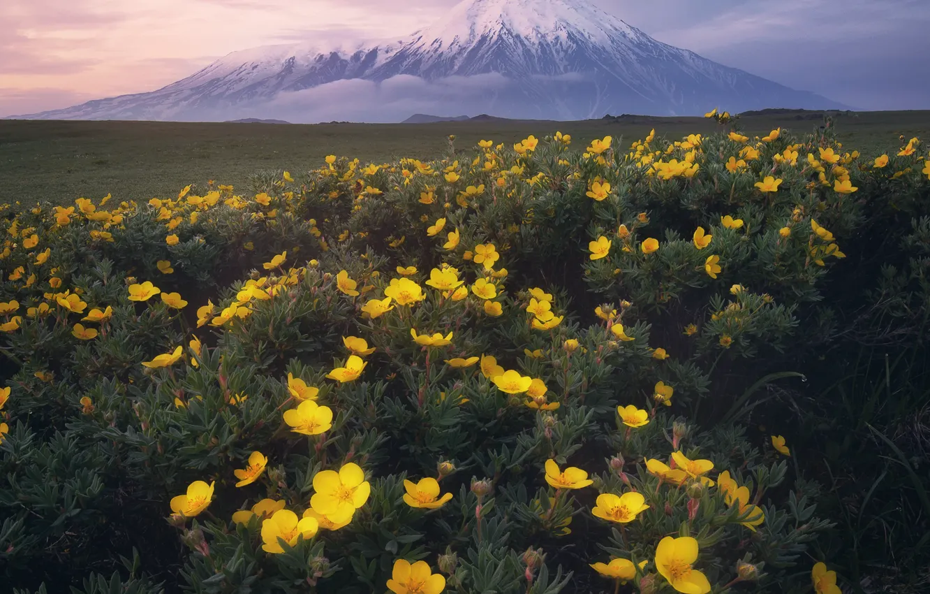 Фото обои пейзаж, цветы, природа, вулкан, Камчатка, Анна Политова