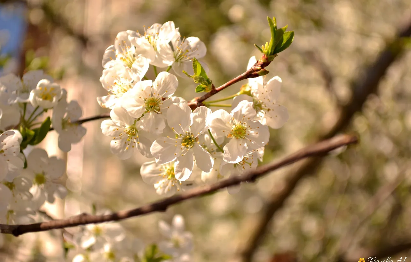 Фото обои цветы, природа, дерево, весна, лепестки