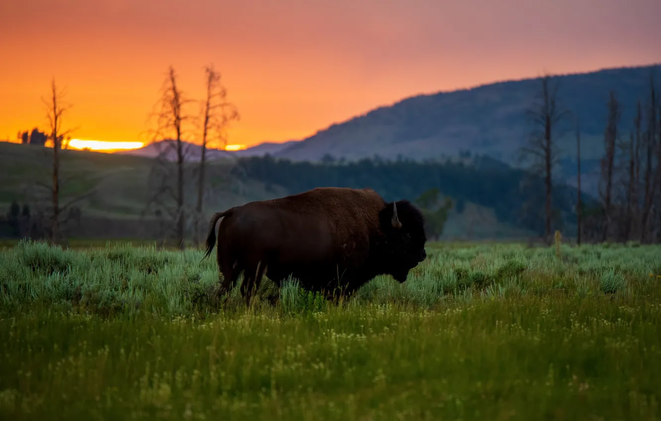 Фото обои поле, лес, трава, закат, горы, бык, бизон