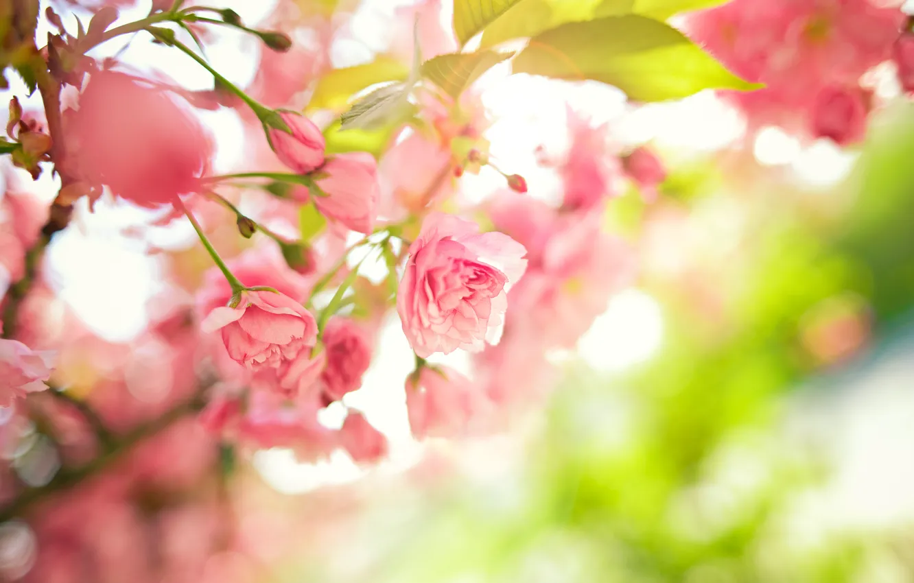 Фото обои листья, цветы, ветки, дерево, весна, розовые