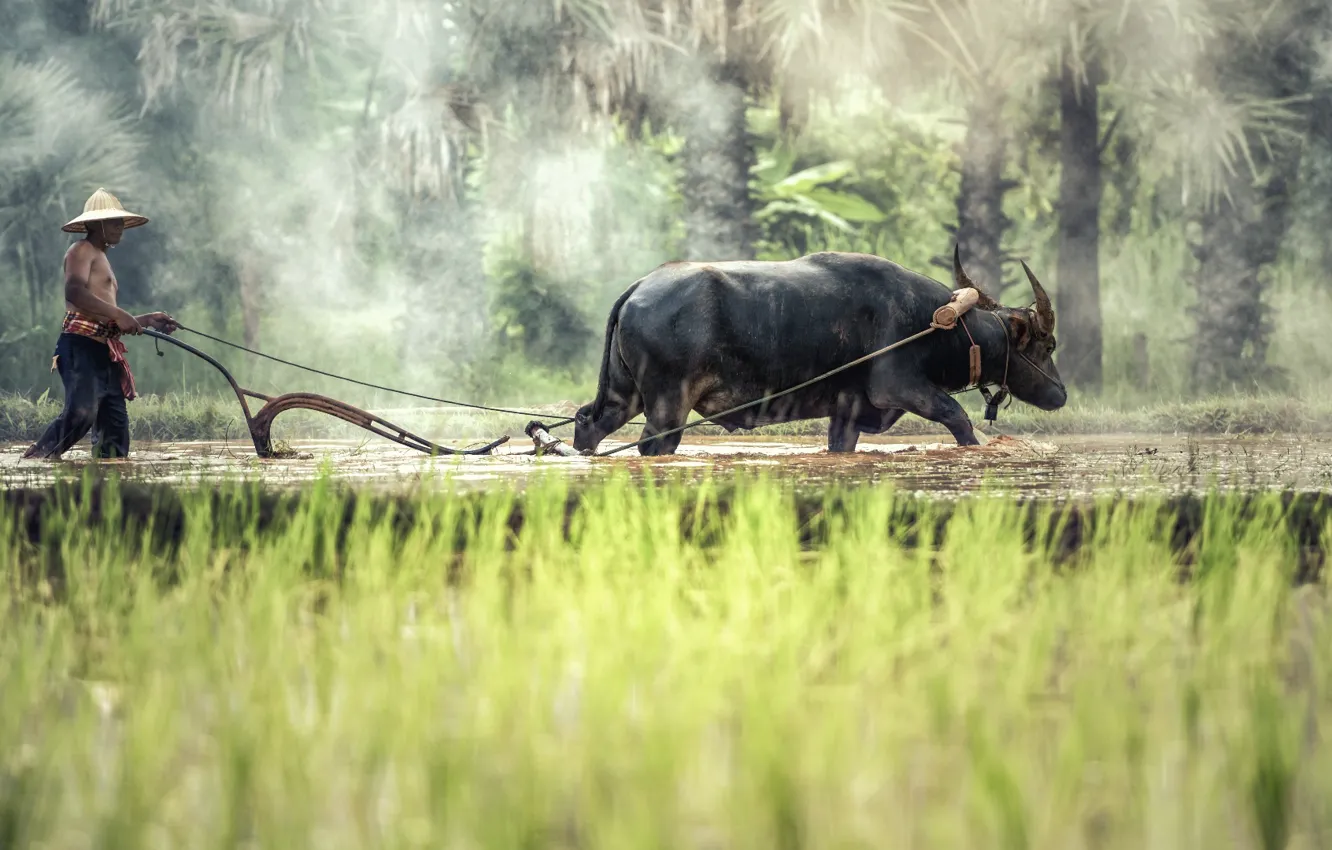 Фото обои black, water, buffalo, daytime, rice field, farmer