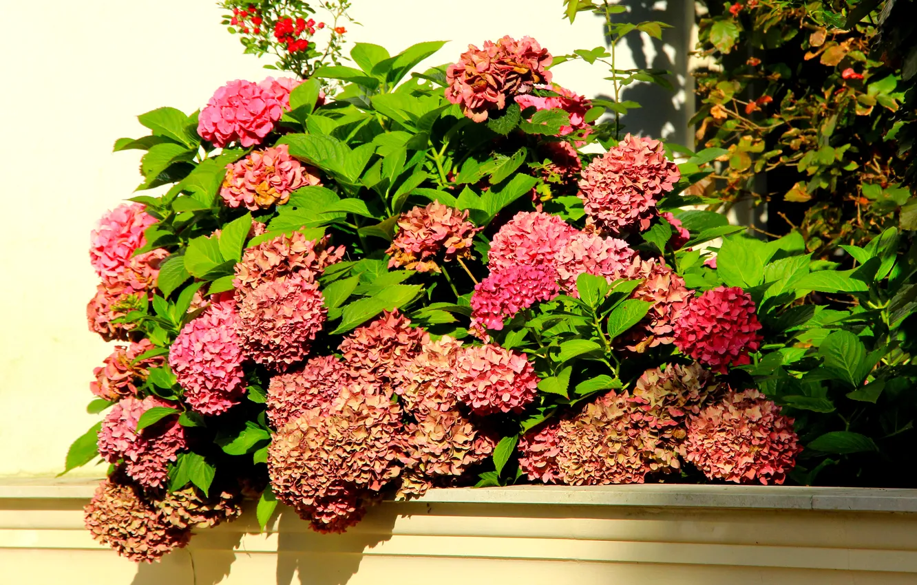 Фото обои flower, blooming, hortensja