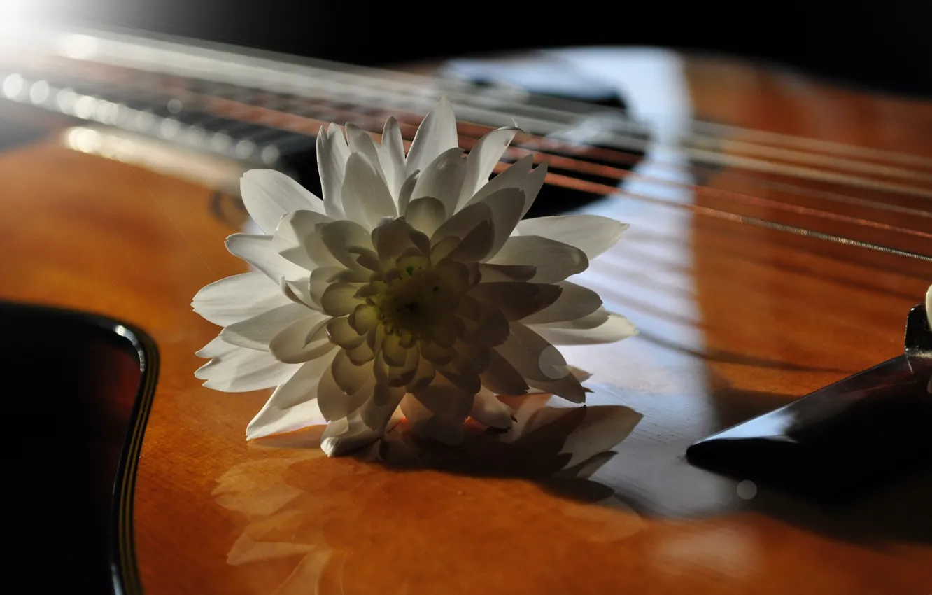 Фото обои цветок, музыка, гитара
