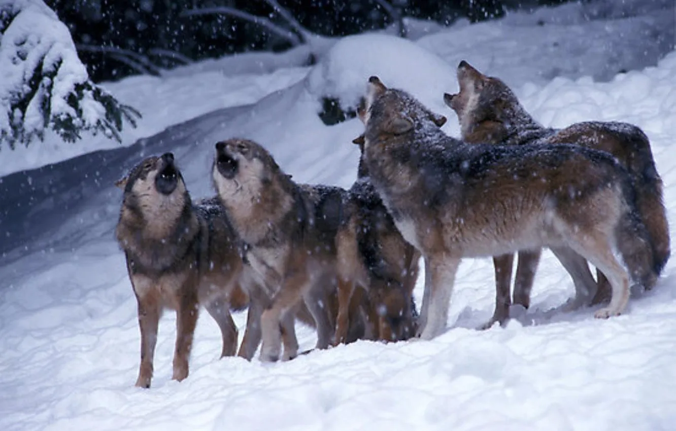 Фото обои nature, predator, animal, wolf, wildlife, portrait, portrait., Canis lupus. face