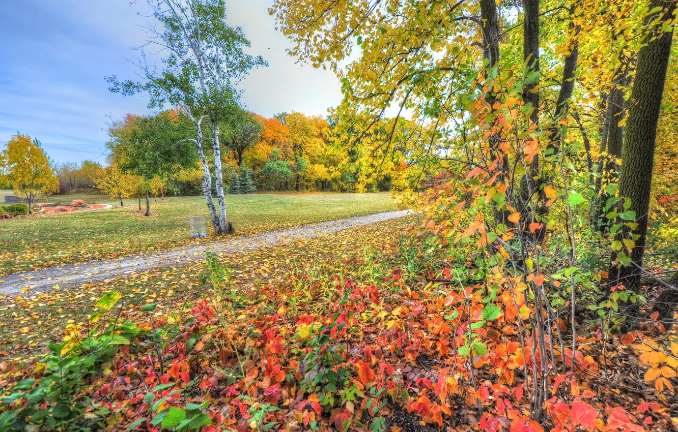 Фото обои осень, небо, трава, листья, деревья, парк, дорожка