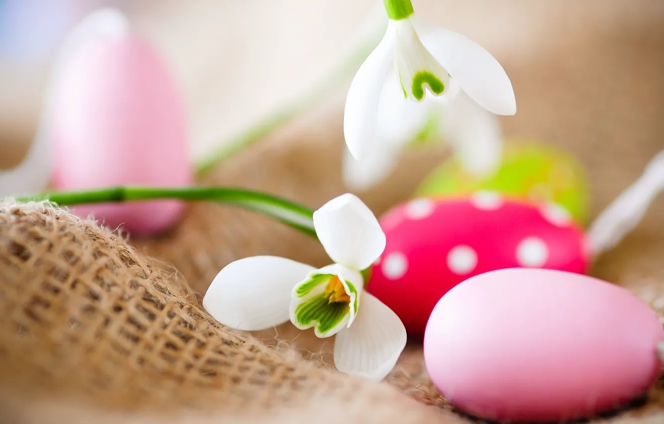 Фото обои цветы, подснежники, Пасха, пасхальные яйца, крашенки