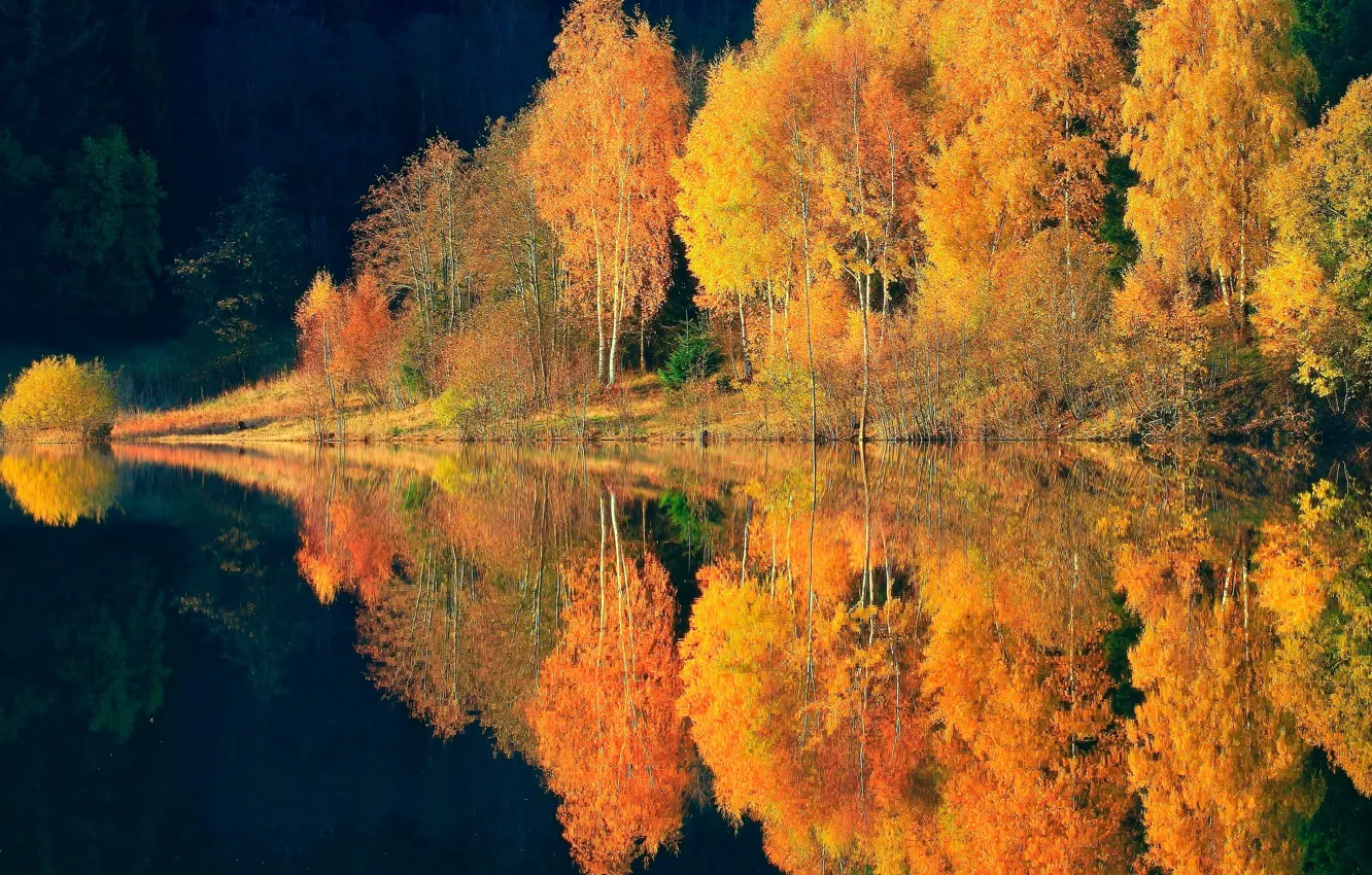Фото обои осень, лес, отражения, деревья, природа, река, краски
