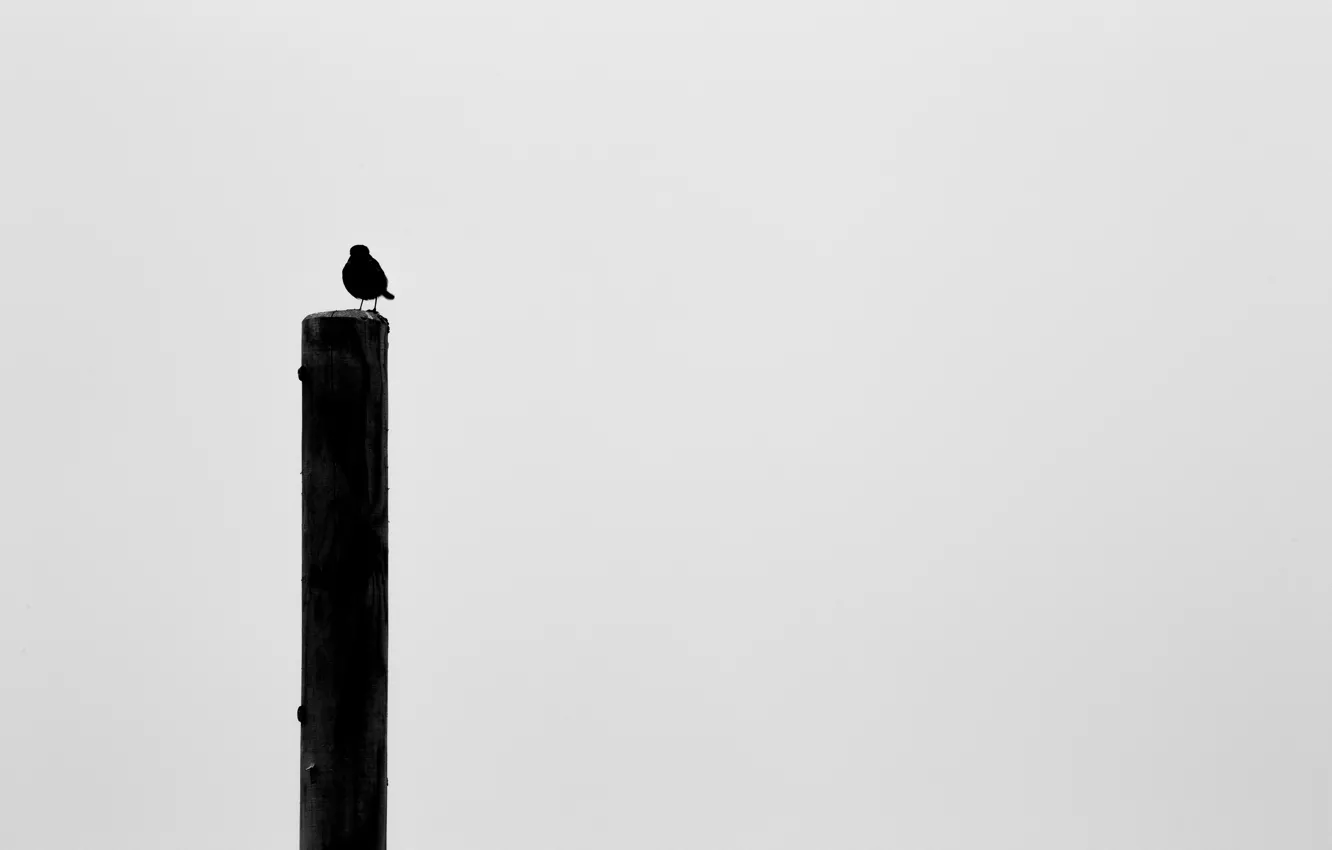 Фото обои фон, птица, столб