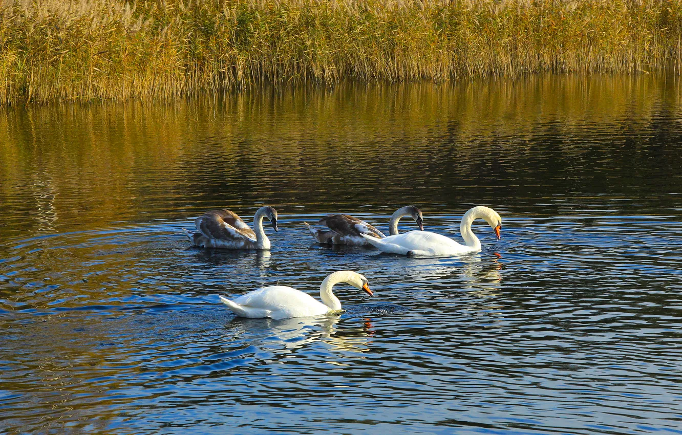 Фото обои swan, bird, water, lake, swim