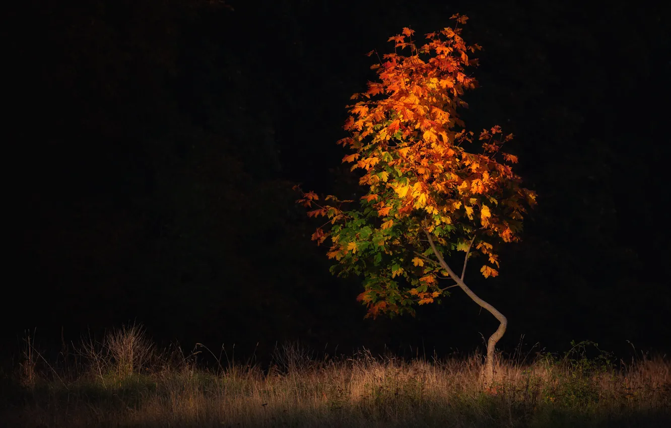 Фото обои поле, осень, лес, парк, темный фон, дерево, листва, клён