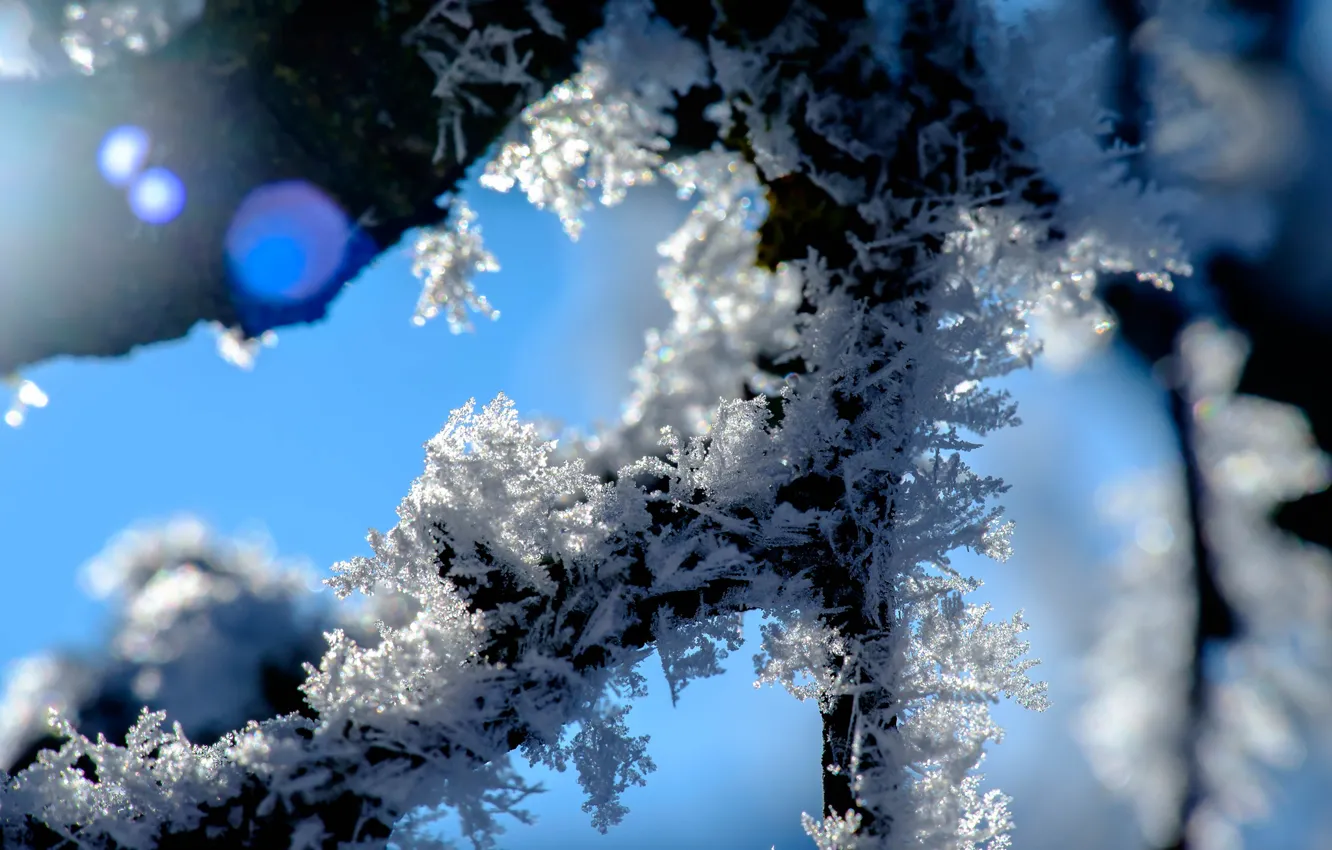 Фото обои зима, макро, снег, природа, ветка