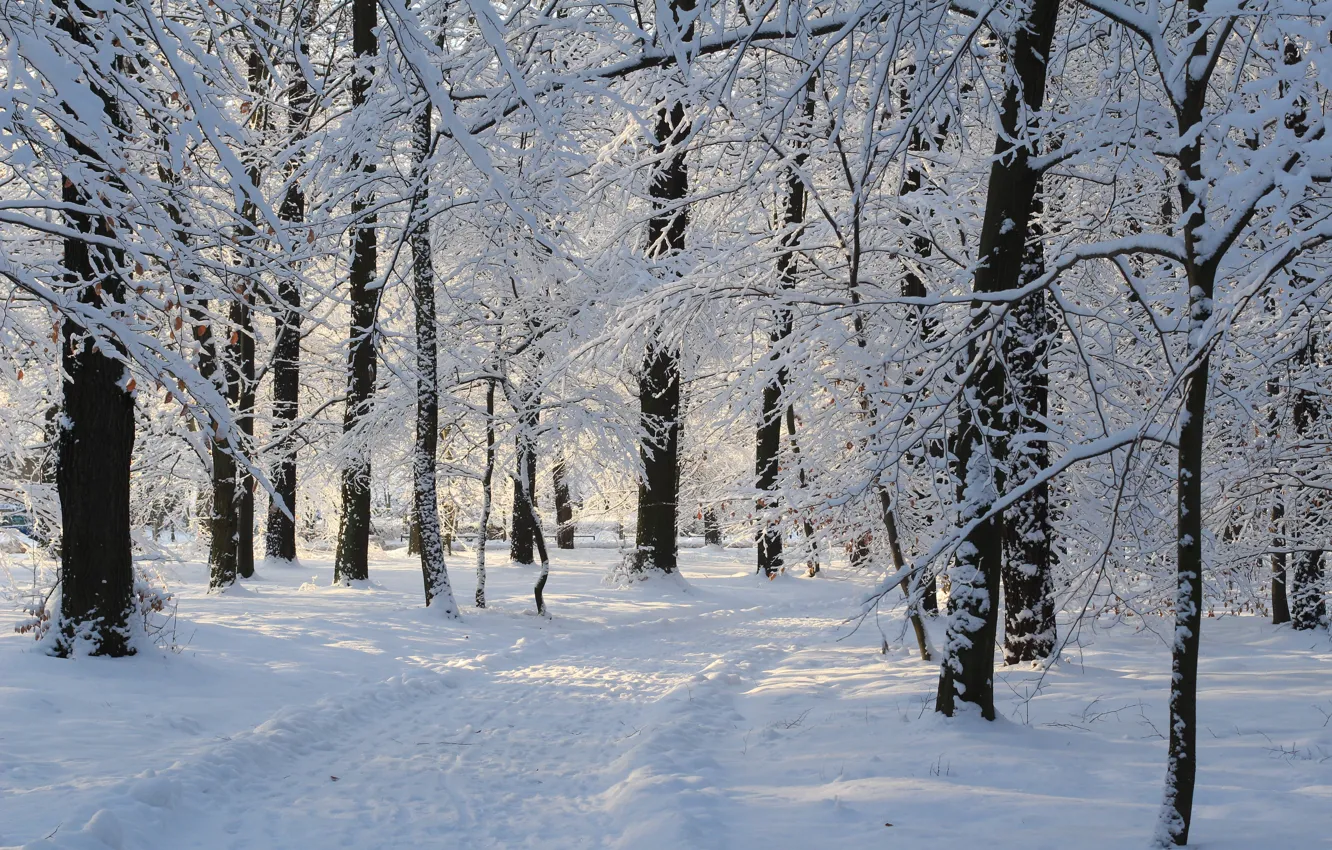 Фото обои Зима, Снег, Парк, Дорожка, Winter, Park, Snow, Trees