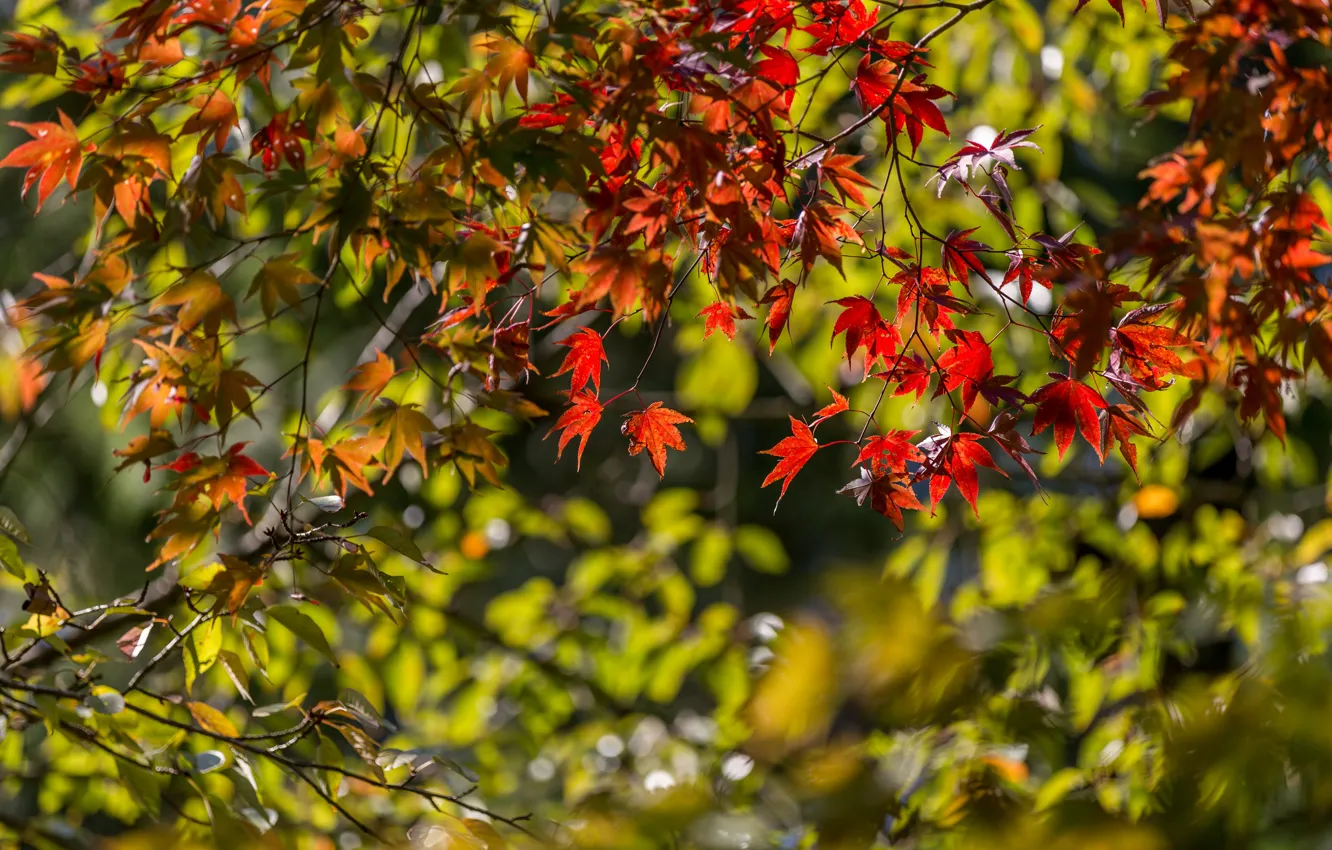 Фото обои осень, листья, ветки, клён, японский клён