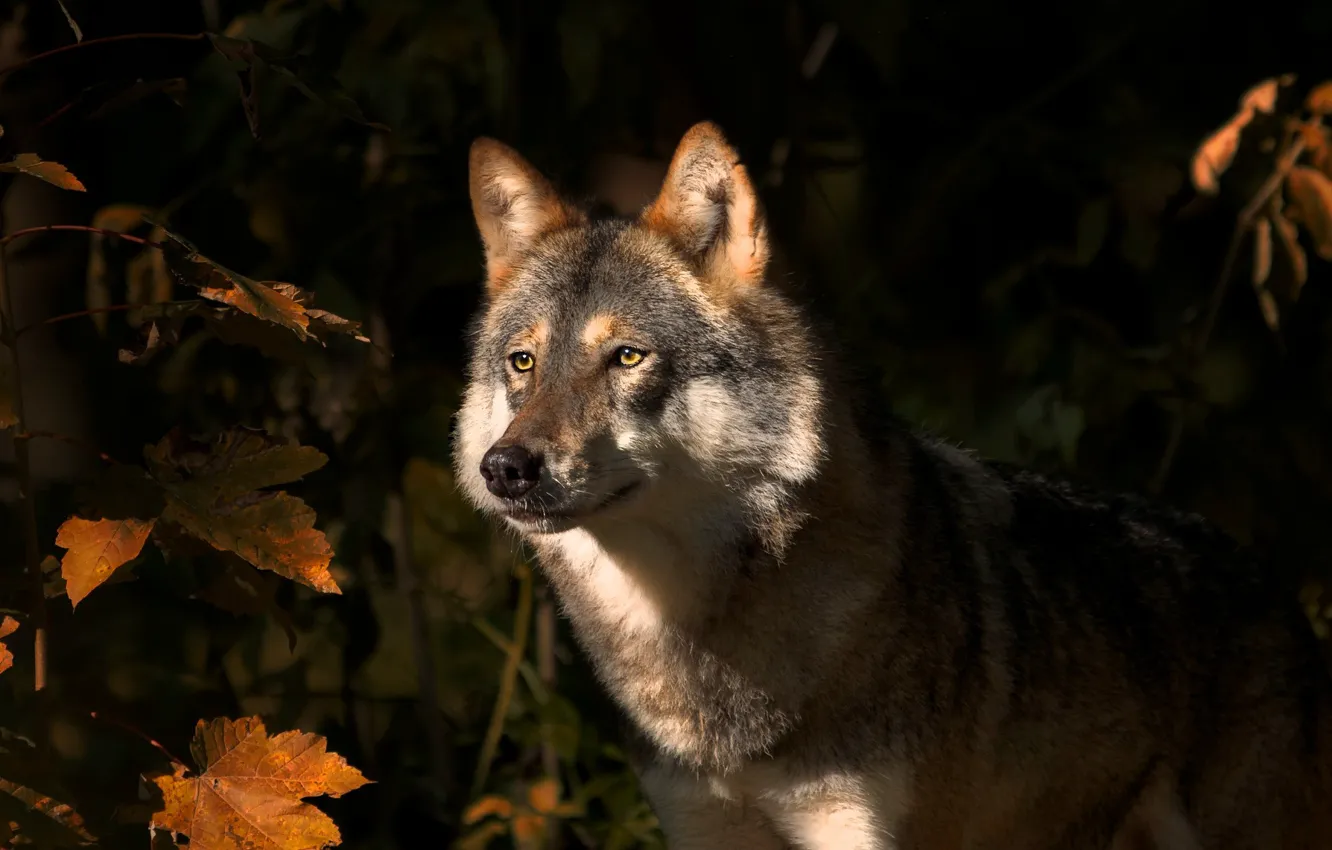 Фото обои осень, листья, природа, животное, волк, хищник, клён