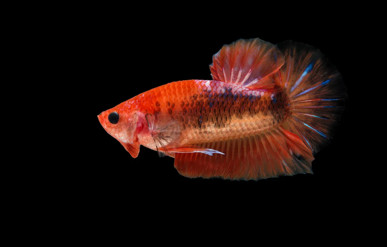 Bambola betta. Red Fish. Betta Fish 1920x1080