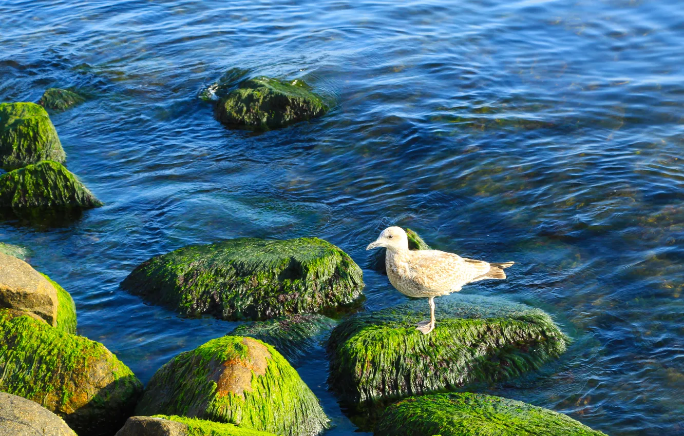 Фото обои sea, bird, stones