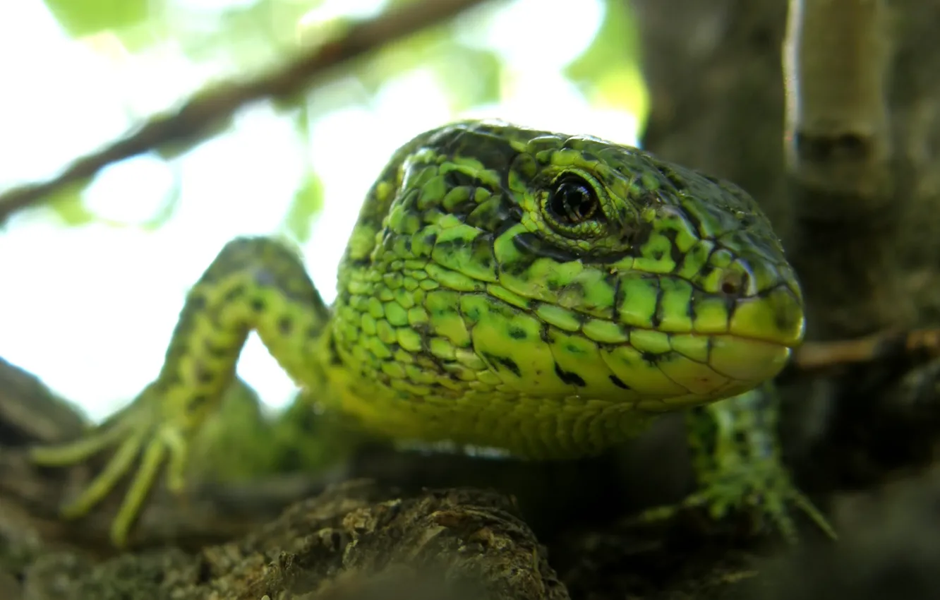 Фото обои ящерица, зеленая, рептилия
