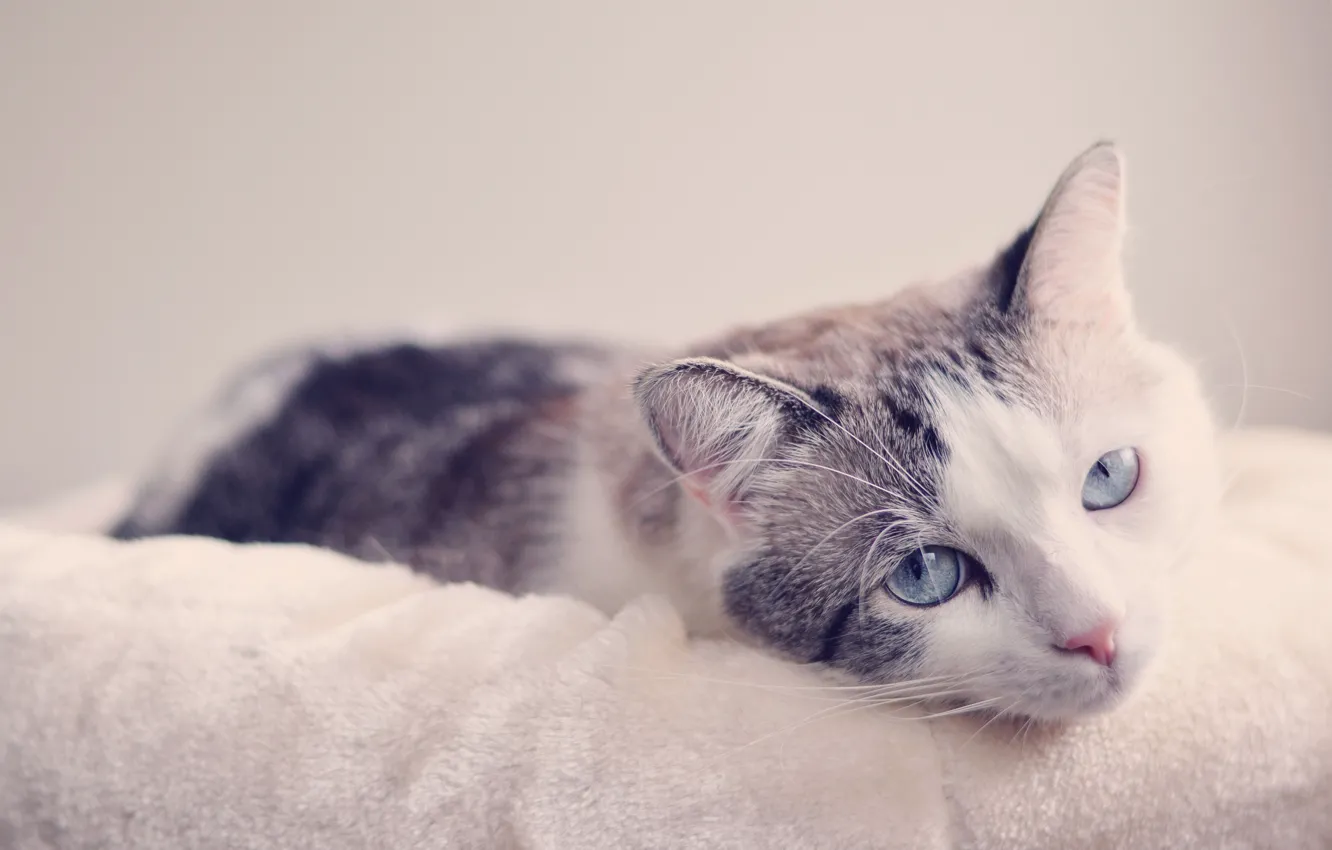 Фото обои кошка, взгляд, мордочка, голубые глаза