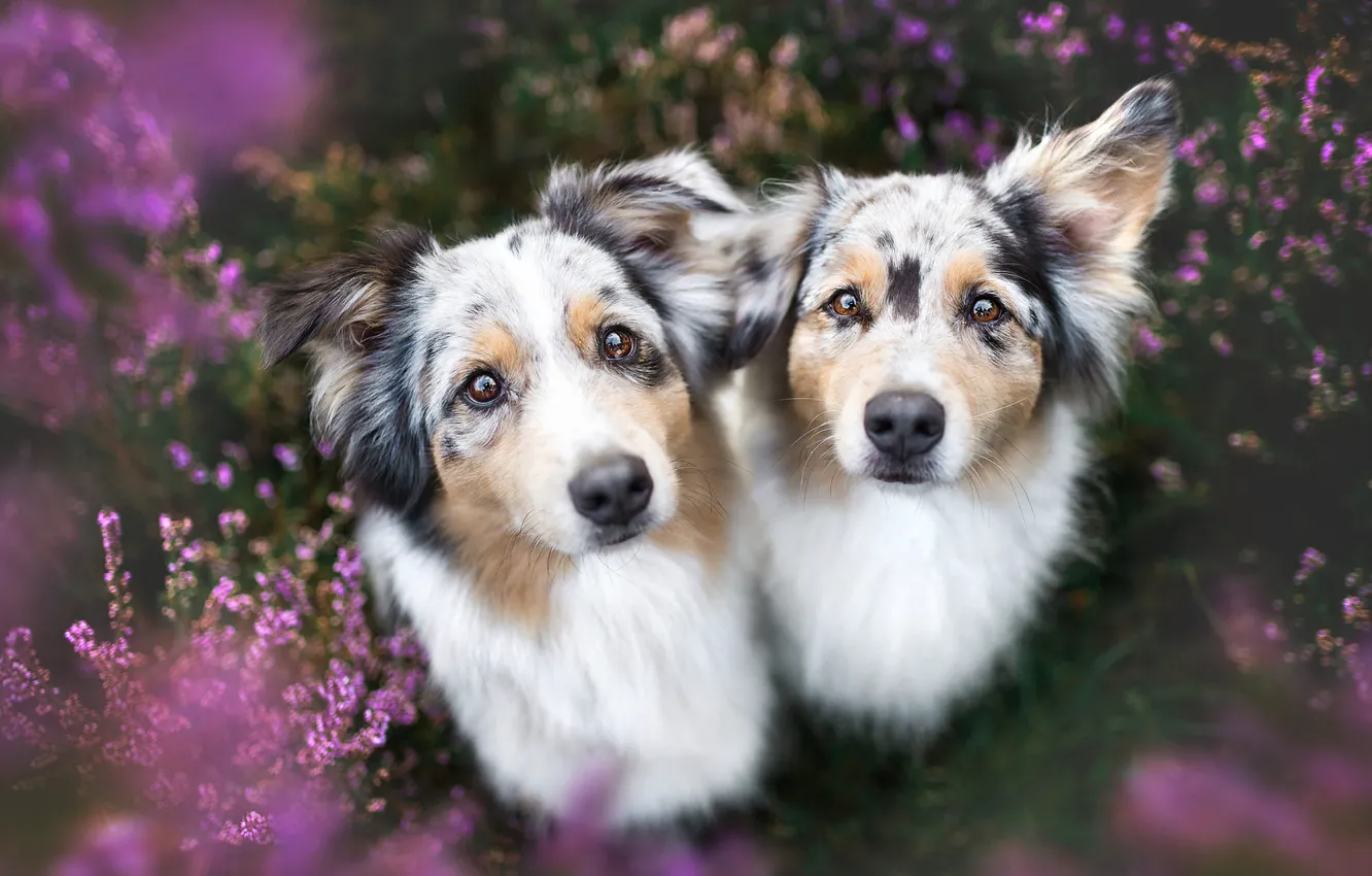 Фото обои собаки, лето, взгляд, цветы, природа, поза, фон, поляна