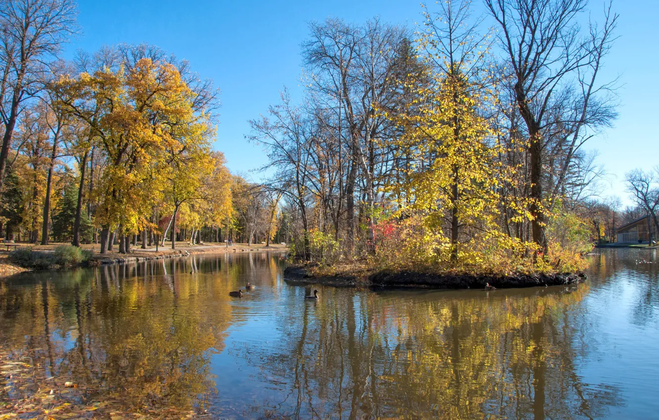 Фото обои осень, деревья, пруд, парк