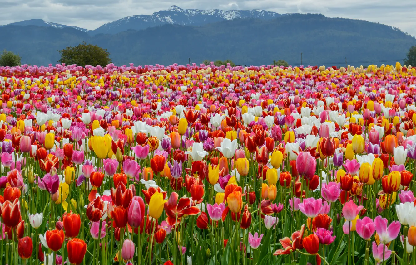 Фото обои Поле, Горы, Весна, Тюльпаны, Пейзаж, Spring, Mountains, Colors