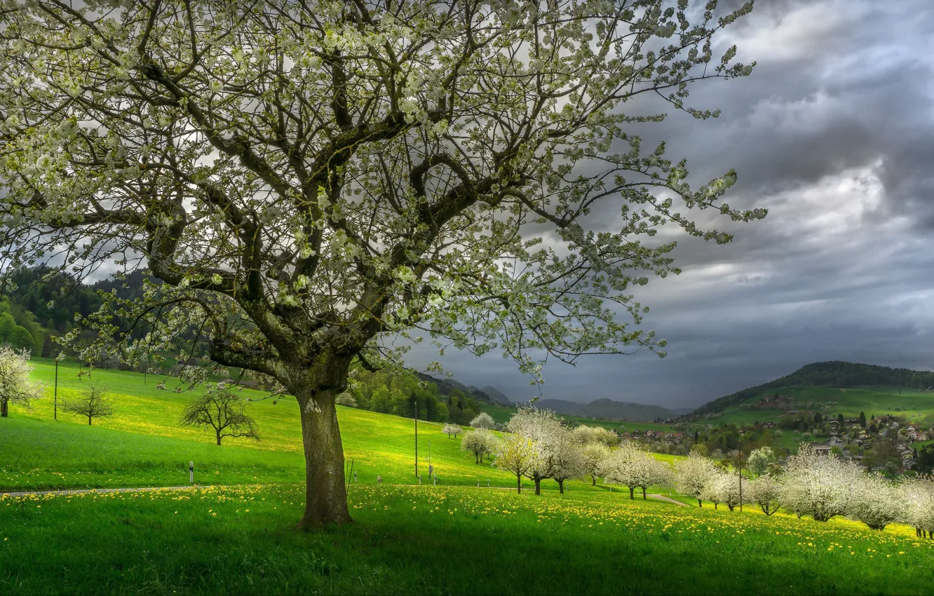 Фото обои деревья, пейзаж, горы, тучи, природа, холмы, весна, цветение