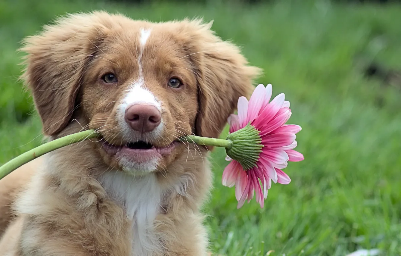 Фото обои цветок, собака, щенок, Retriever