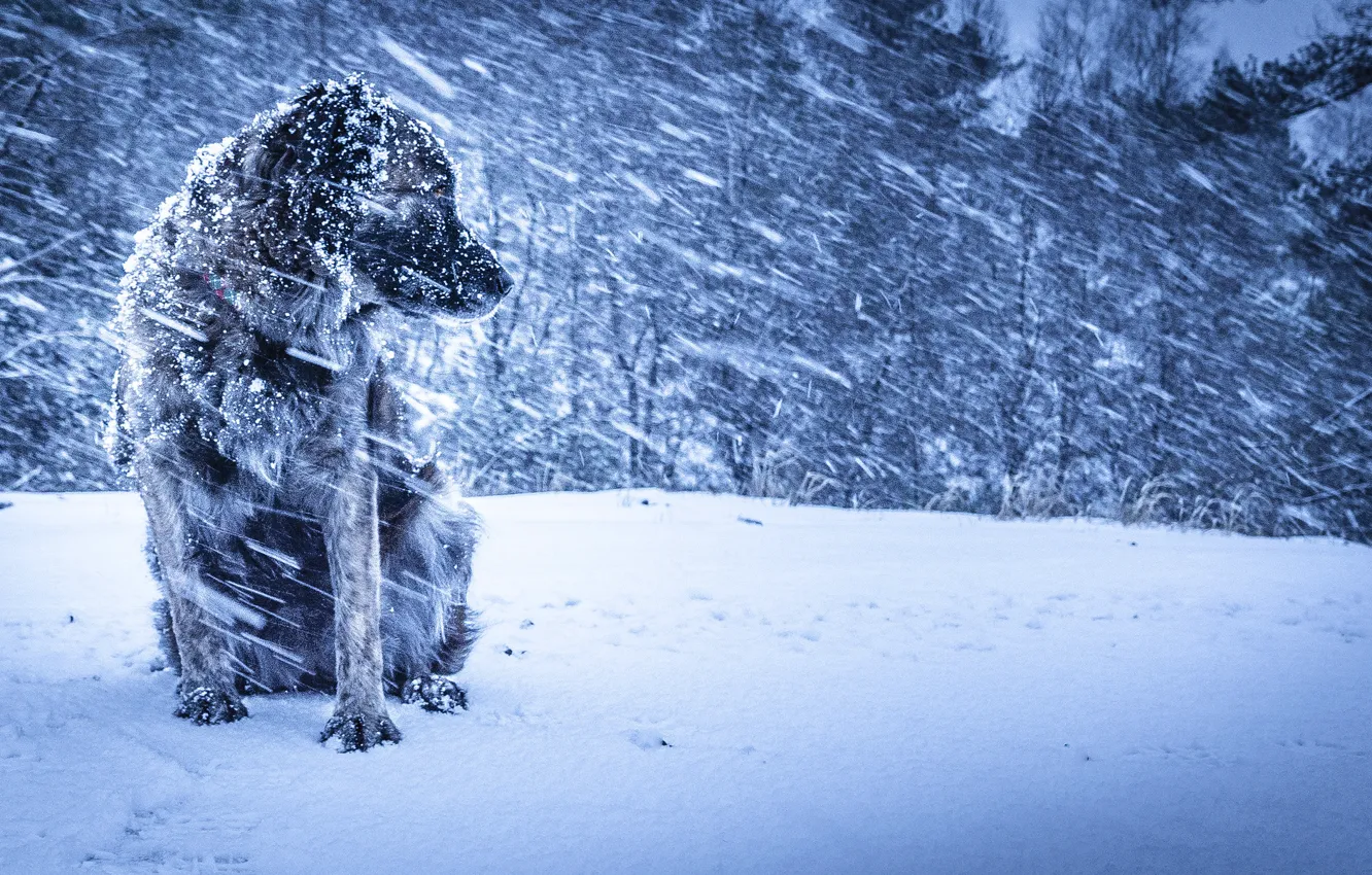 Фото обои зима, фон, собака, вьюга