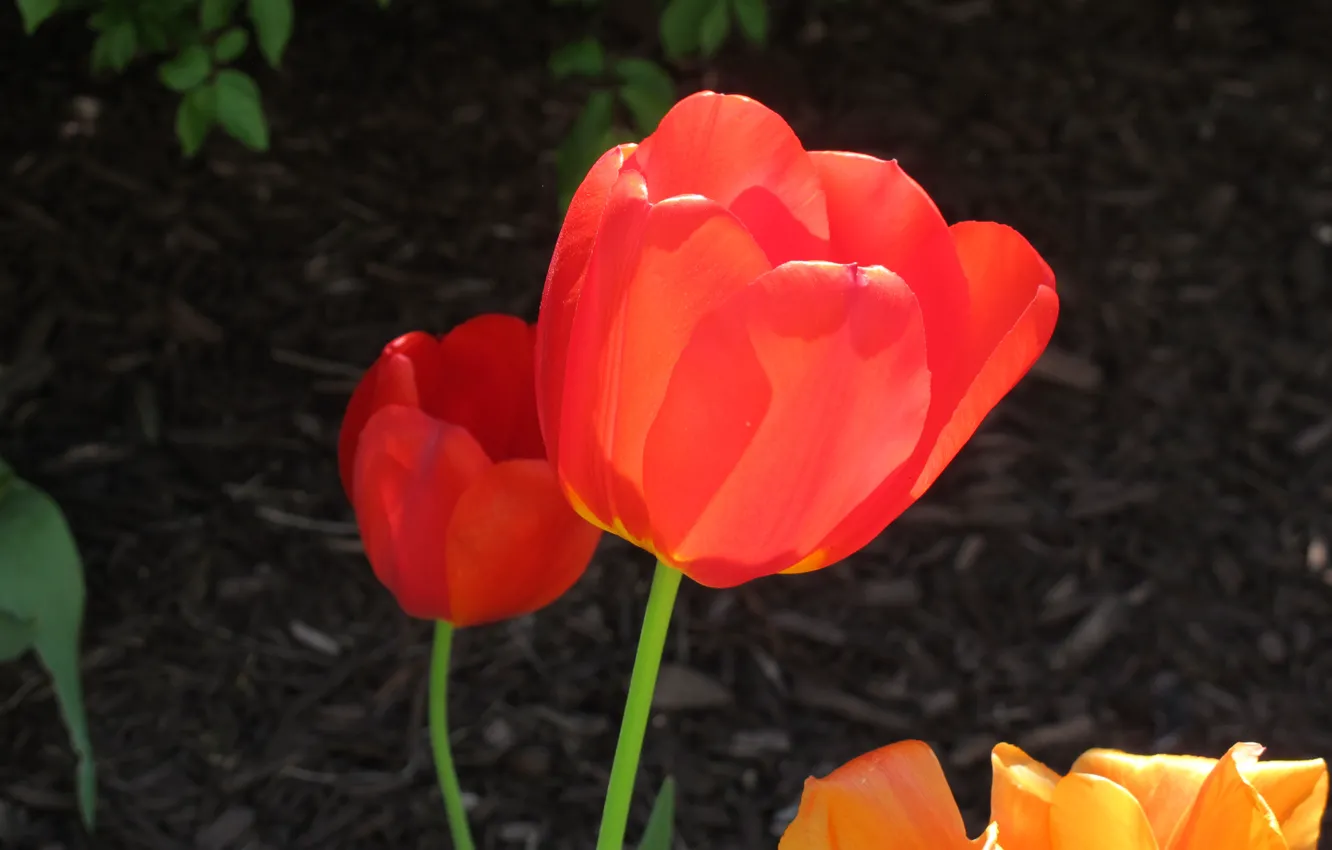Фото обои Весна, Тюльпаны, Spring, Tulips, Red tulips, Красные тюльпаны