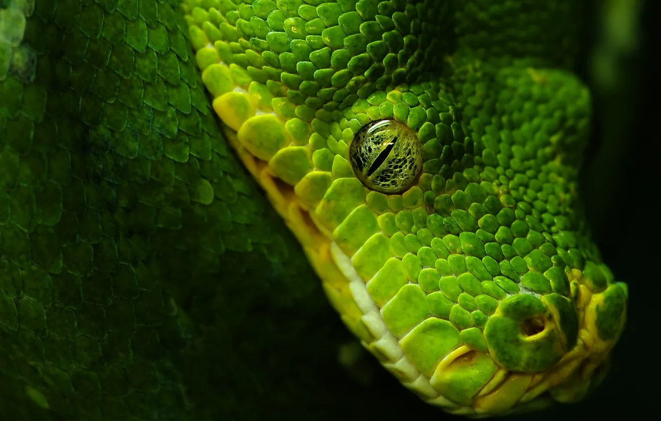 Фото обои глаз, чёрный, Змея, зелёный