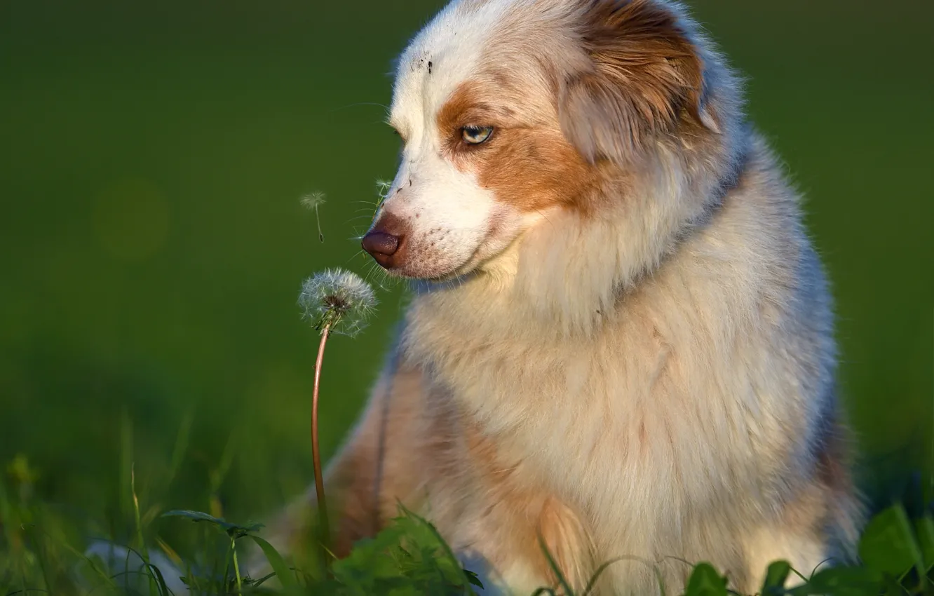 Фото обои настроение, одуванчик, собака, боке, Австралийская овчарка, Аусси
