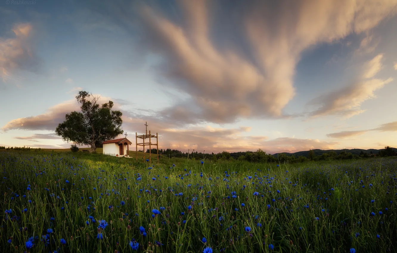 Фото обои поле, трава, облака, цветы, дерево, Болгария, Плана, Санкт Киприан Часовня