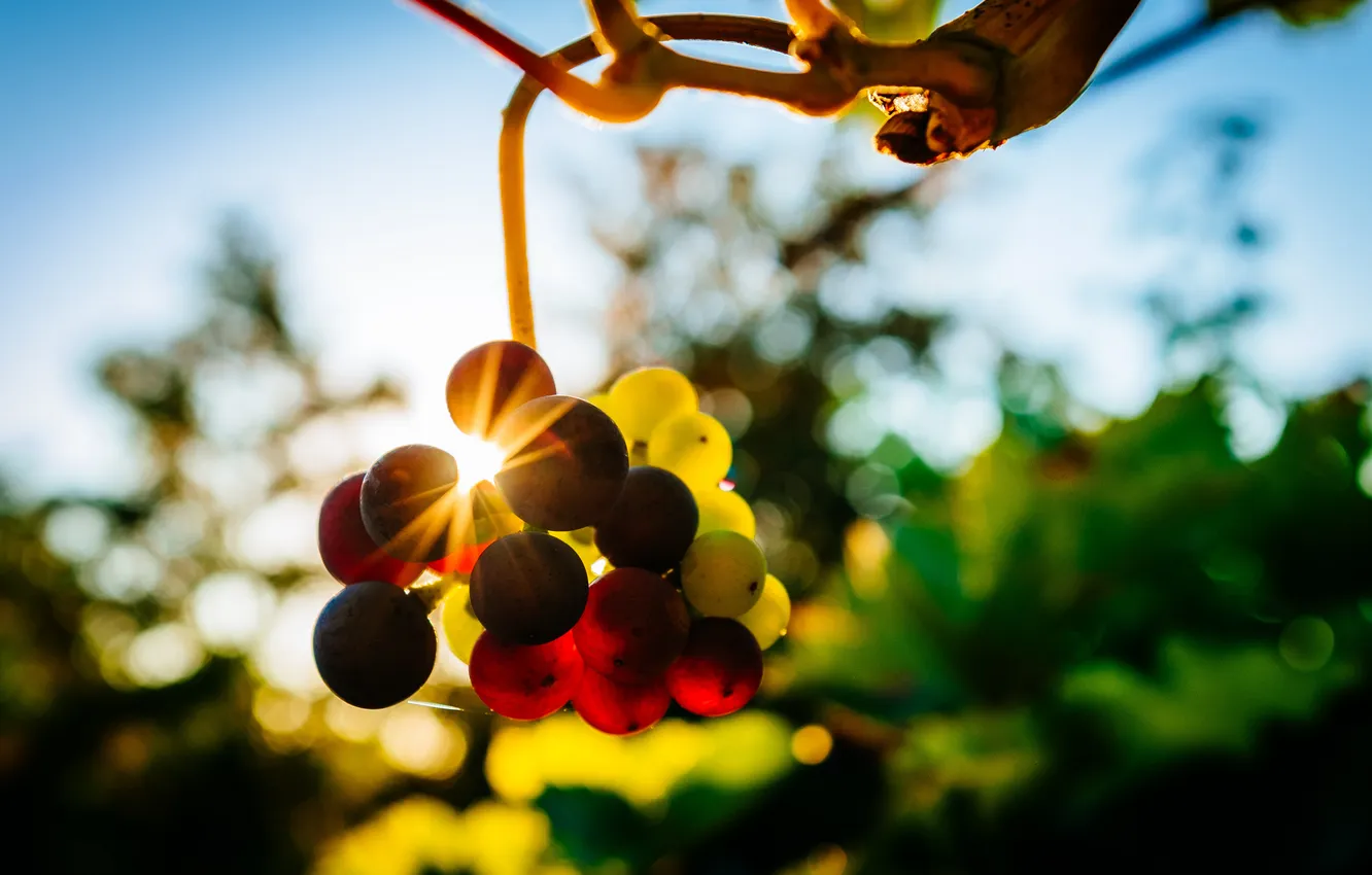Фото обои солнце, макро, лучи, свет, ягоды, фон, виноград, боке