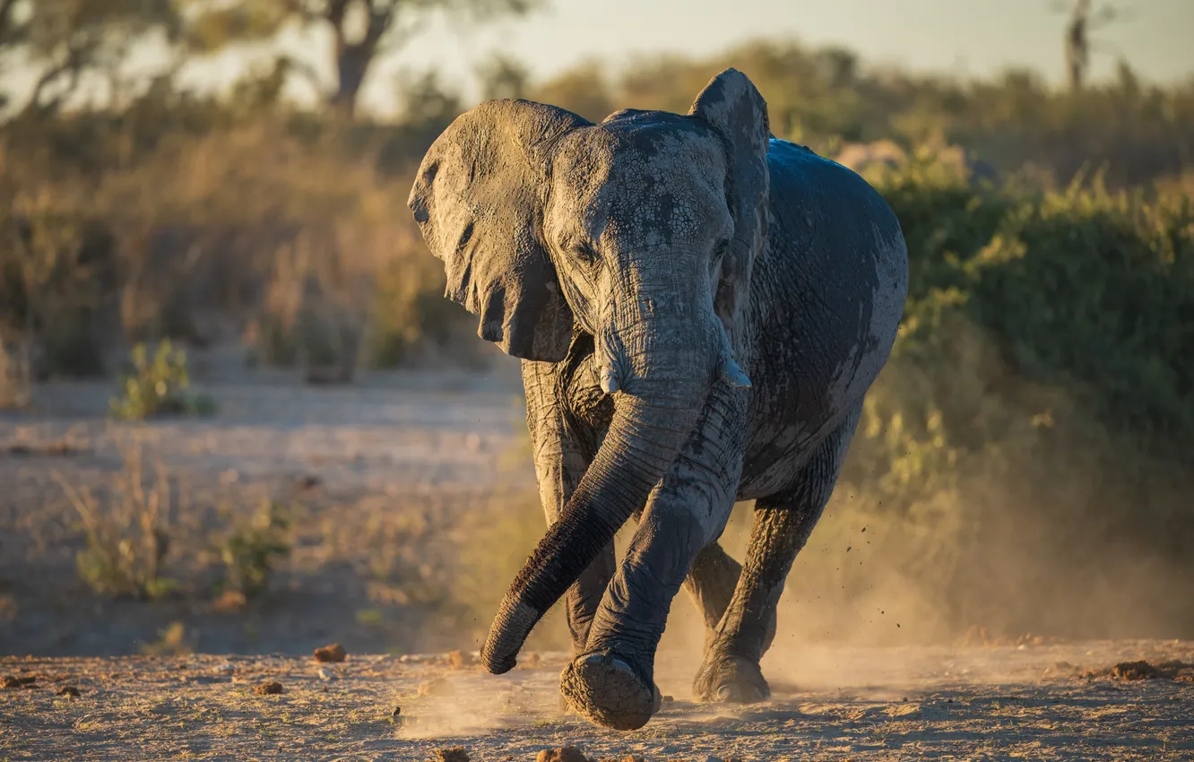 Фото обои nature, young, park, africa, animal, elephant, travel, mammal