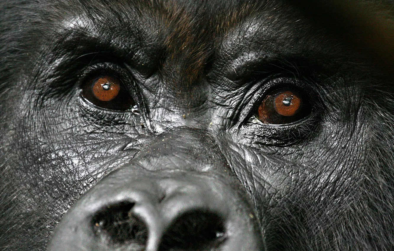 Фото обои face, gorilla, diretc gaze