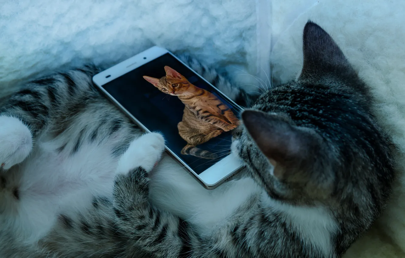 Фото обои кот, киска, смартфон