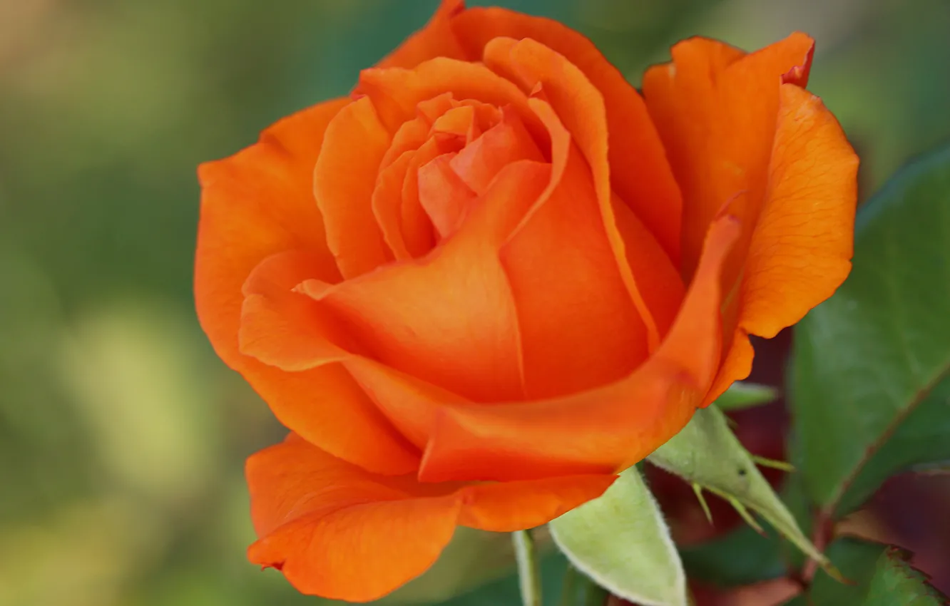 Фото обои Макро, Orange rose, Оранжевая роза