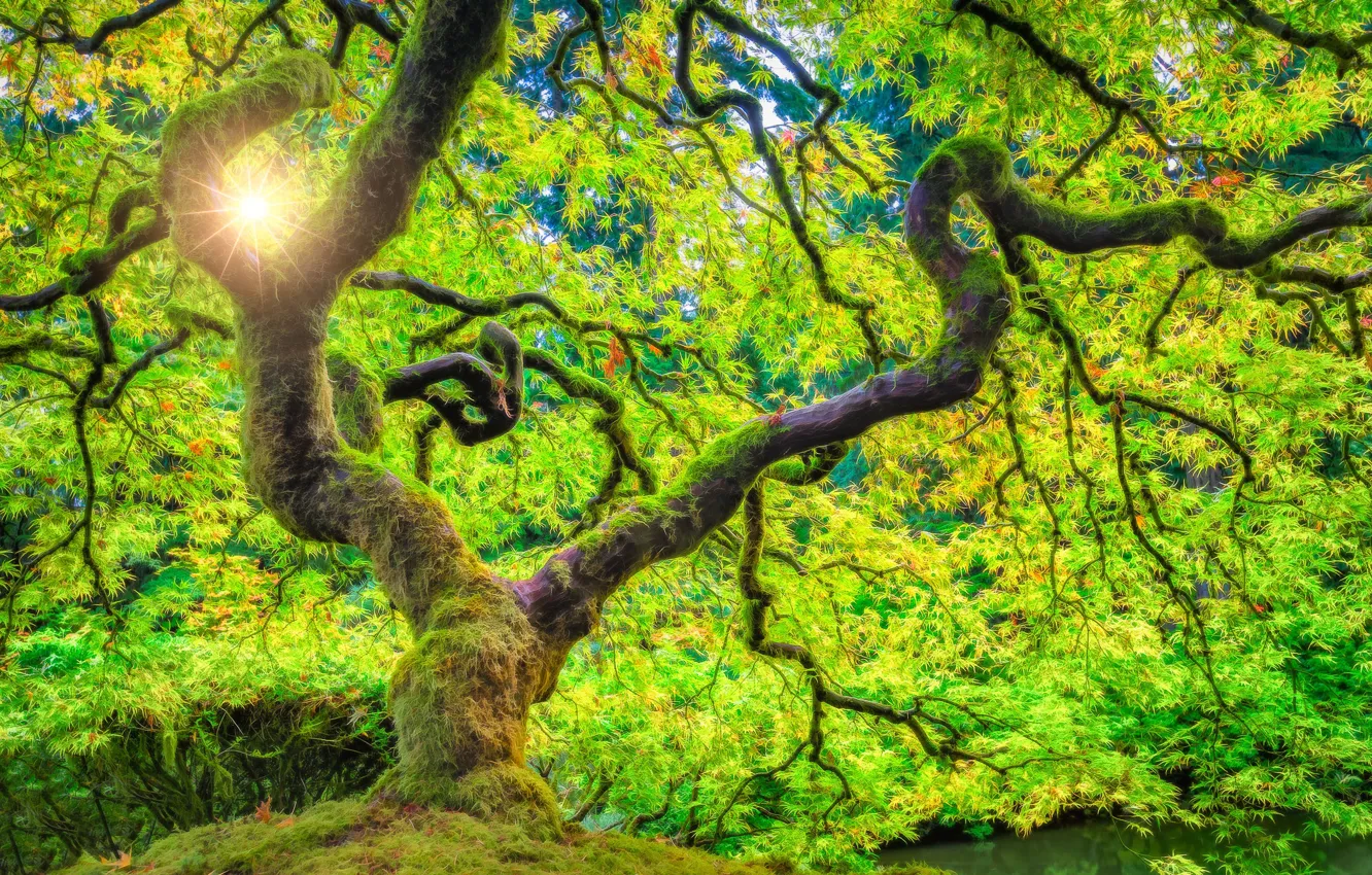 Фото обои лес, солнце, лучи, дерево, Орегон, США