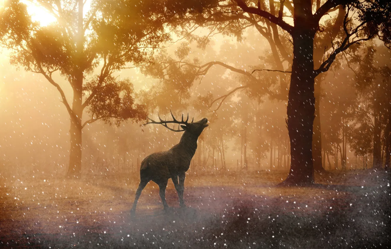 Фото обои world, reindeer, dreamy