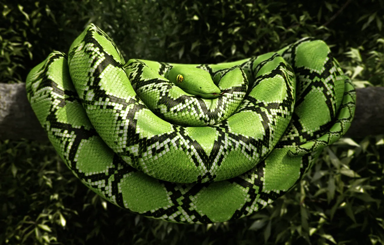 Фото обои листья, дерево, змея, зеленая, рендер, рептилия