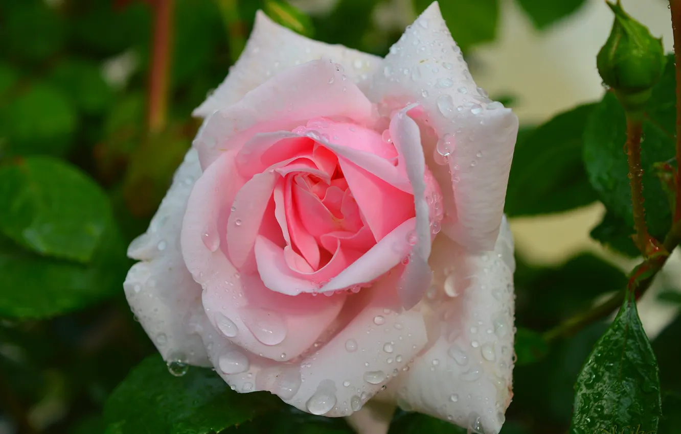 Фото обои Роза, Rose, Rain drops, Капли дождя