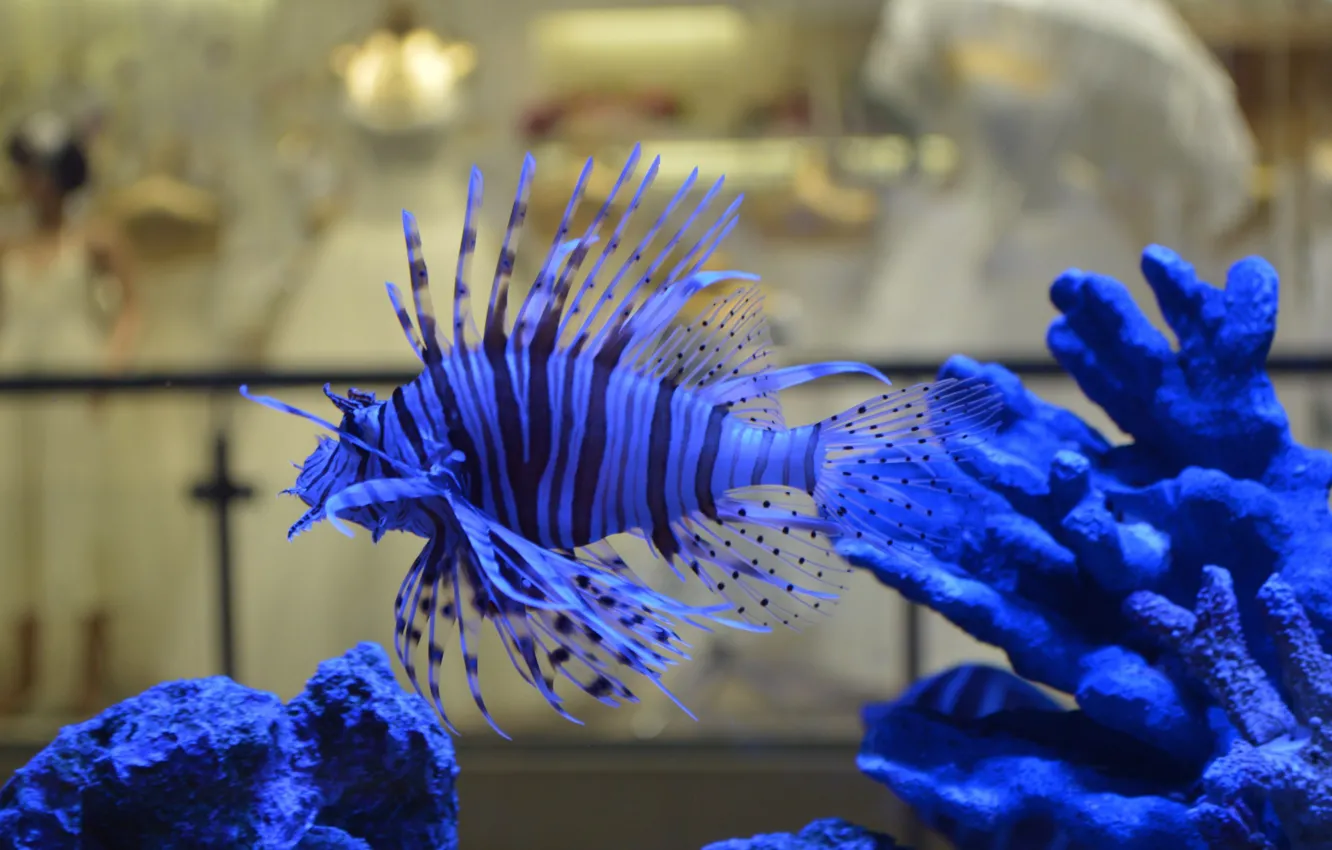 Фото обои аквариум, рыбка, синяя