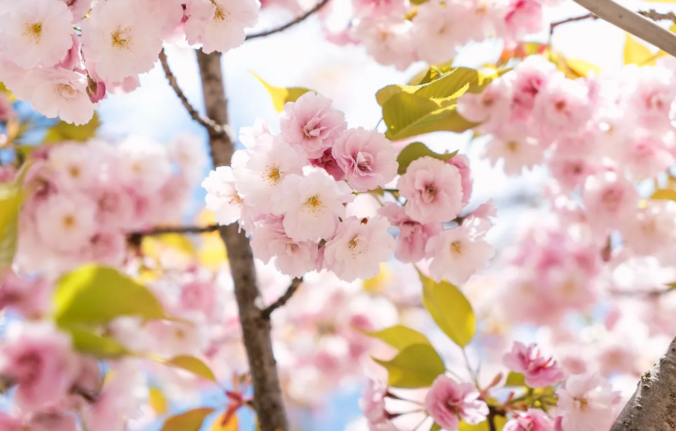Фото обои розовые цветы, ветка сакуры, цветение весной