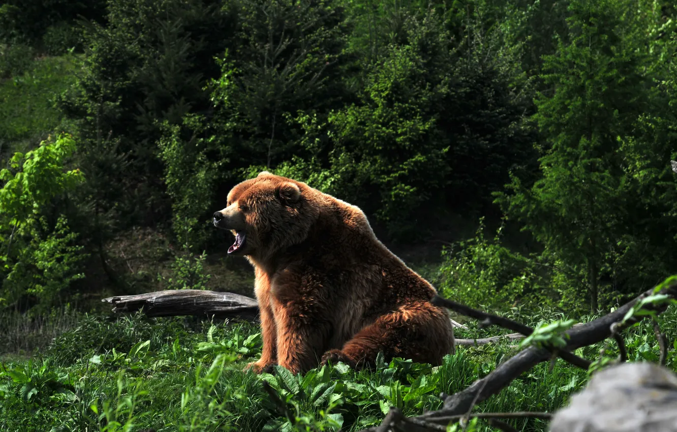 Фото обои трава, медведь, мишка, зевает