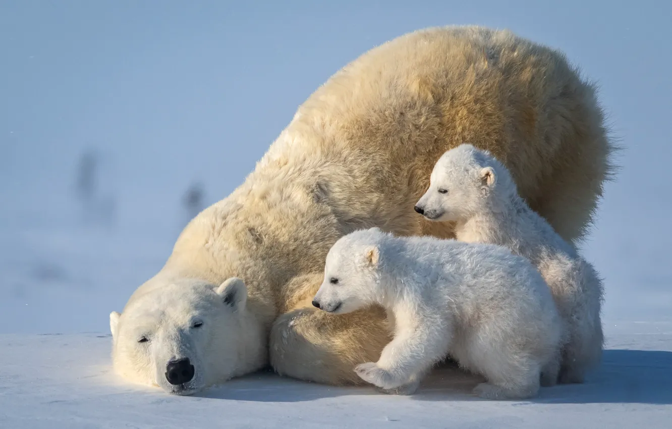 Фото обои медвежата, белый медведь, Арктика, медведица, polar bear, Arctic, cubs, she-bear
